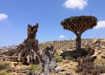 A dragonblood tree in Socotra