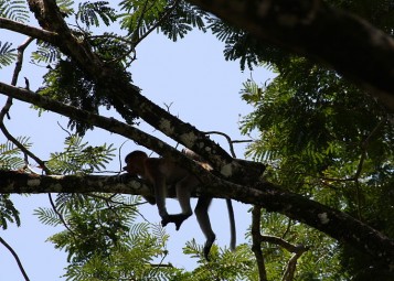 Malaysia_Bako_Nationalpark