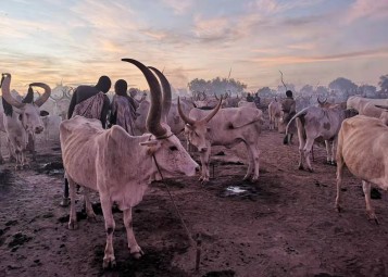 A full mundari cattle camp