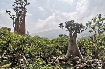 The bottle trees of Socotra