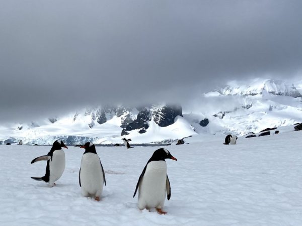 Best Antarctica Tours and Travel - 2024, 2025 and 2026