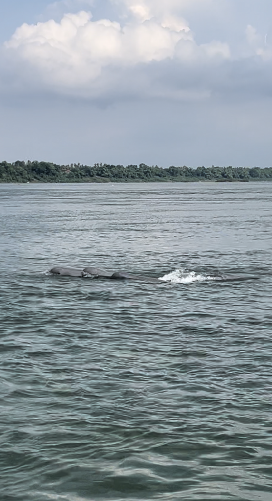 Cambodia Mekong river dolphins