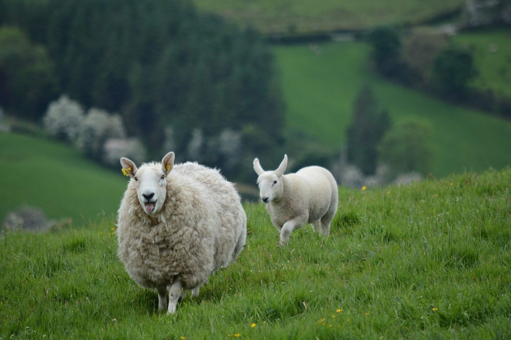 YPT Ireland Tours Sheep