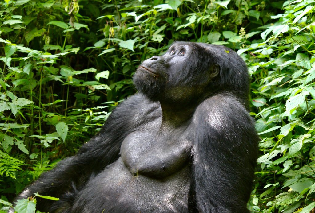 Visit Rwanda for their Mountain Gorillas!