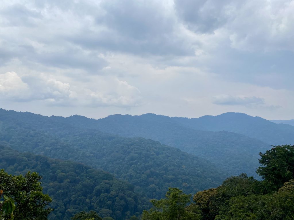 Nyungwe National Park view