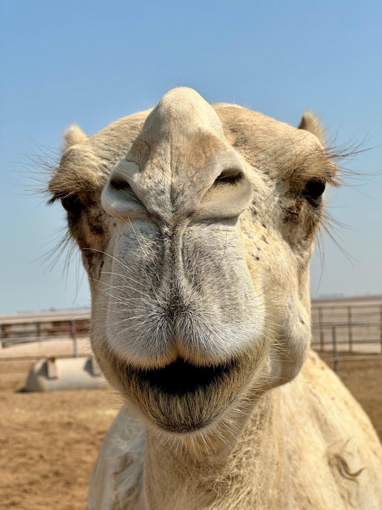 Image of Camel Failaka Island, Kuwait.