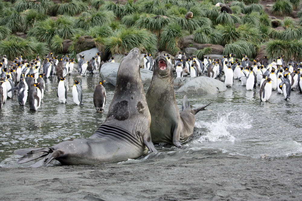 South Georgia tours cruises YPT