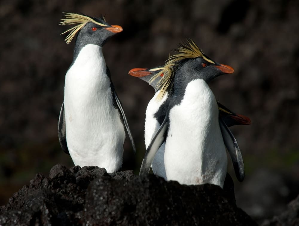 Tristan Da Cunha Tours Cruises YPT