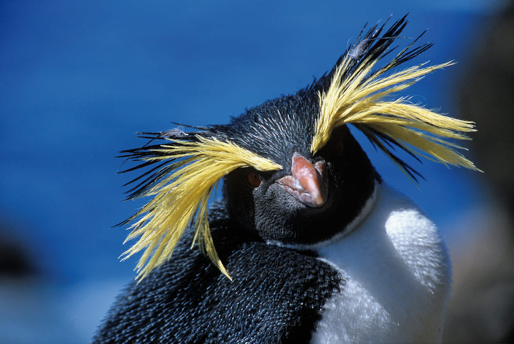 Tristan Da Cunha Tours Cruises YPT