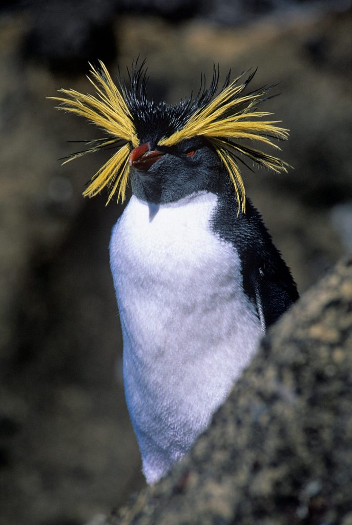 Tristan Da Cunha Tours Cruises YPT